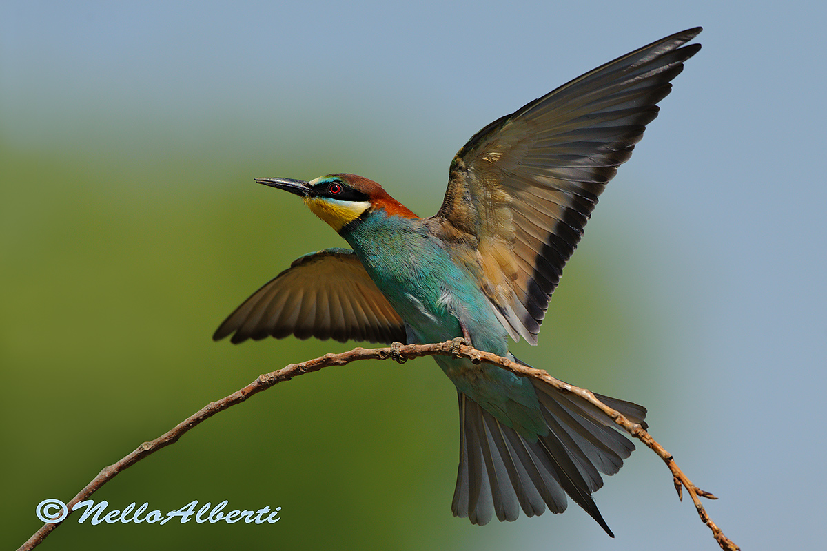 Bee-eater with open wings...