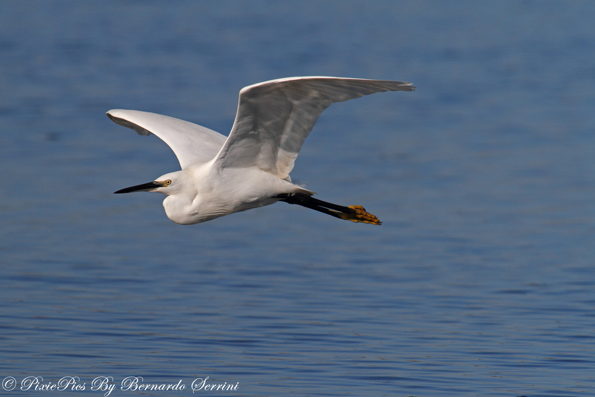 Little Egret (Egretta garzetta) in flight...