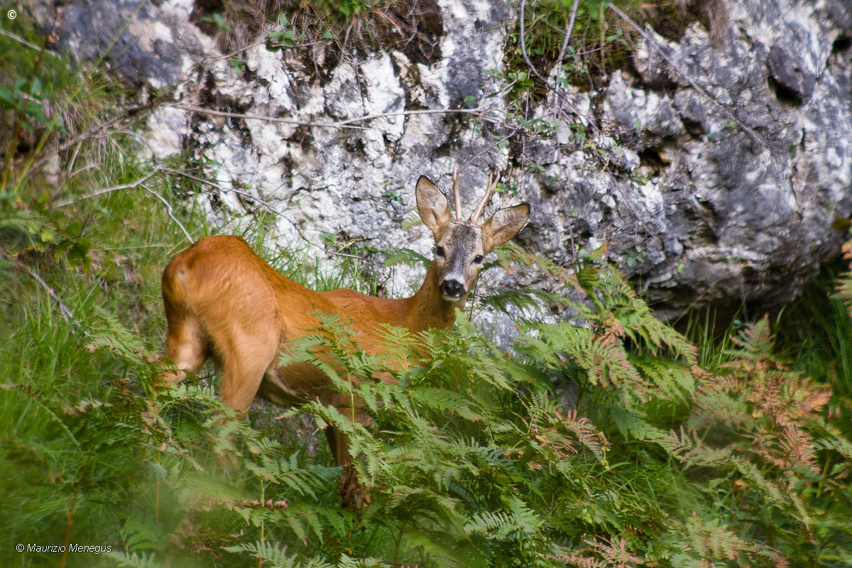 Young deer in mating season 1...