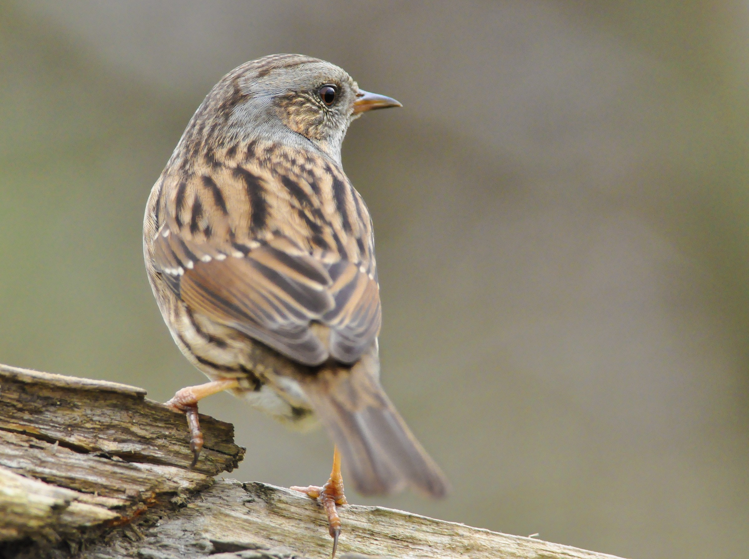 dunnock...