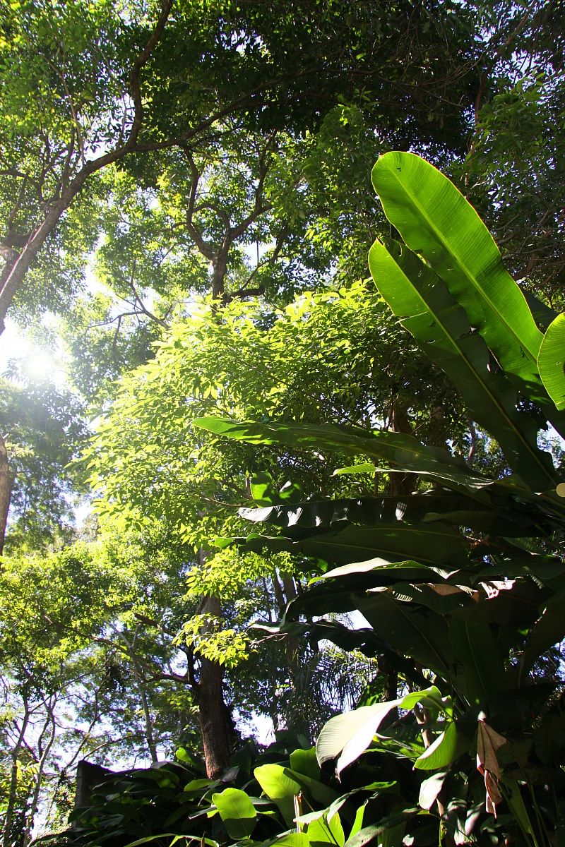 jungle in Rio de Janeiro...