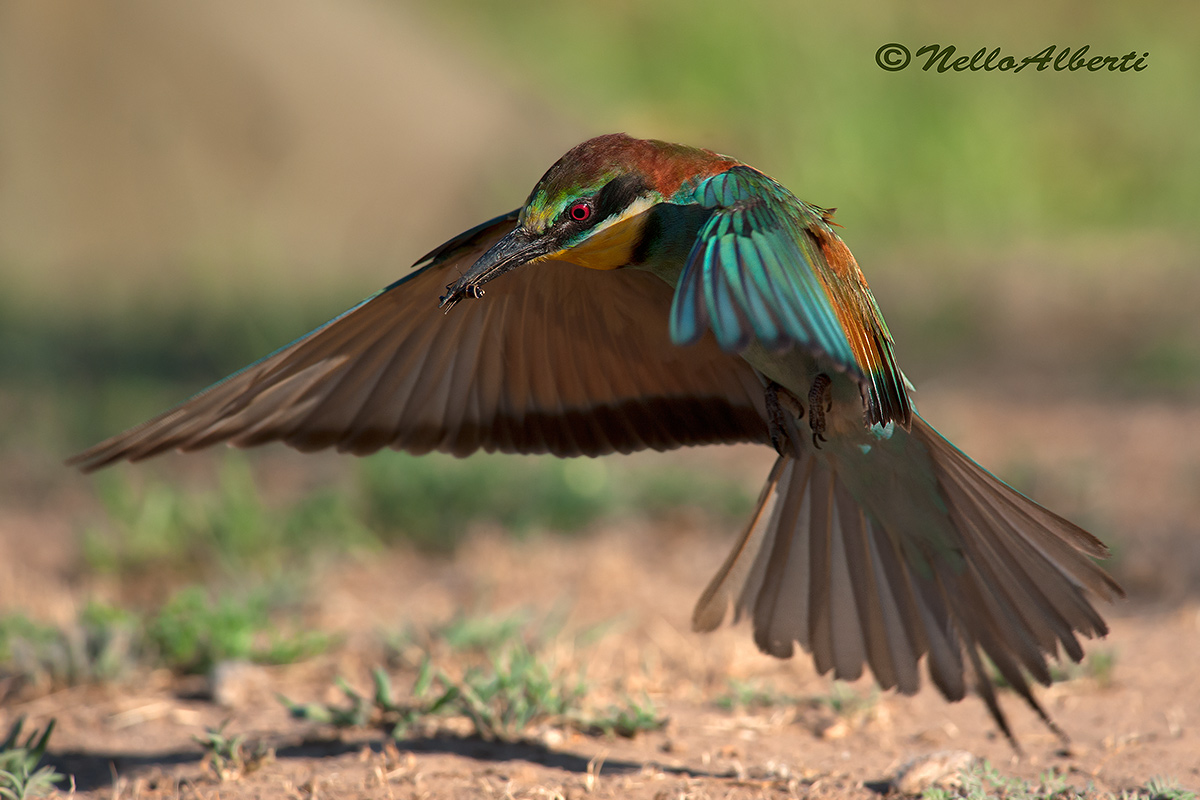 Bee-eater with insect landing...