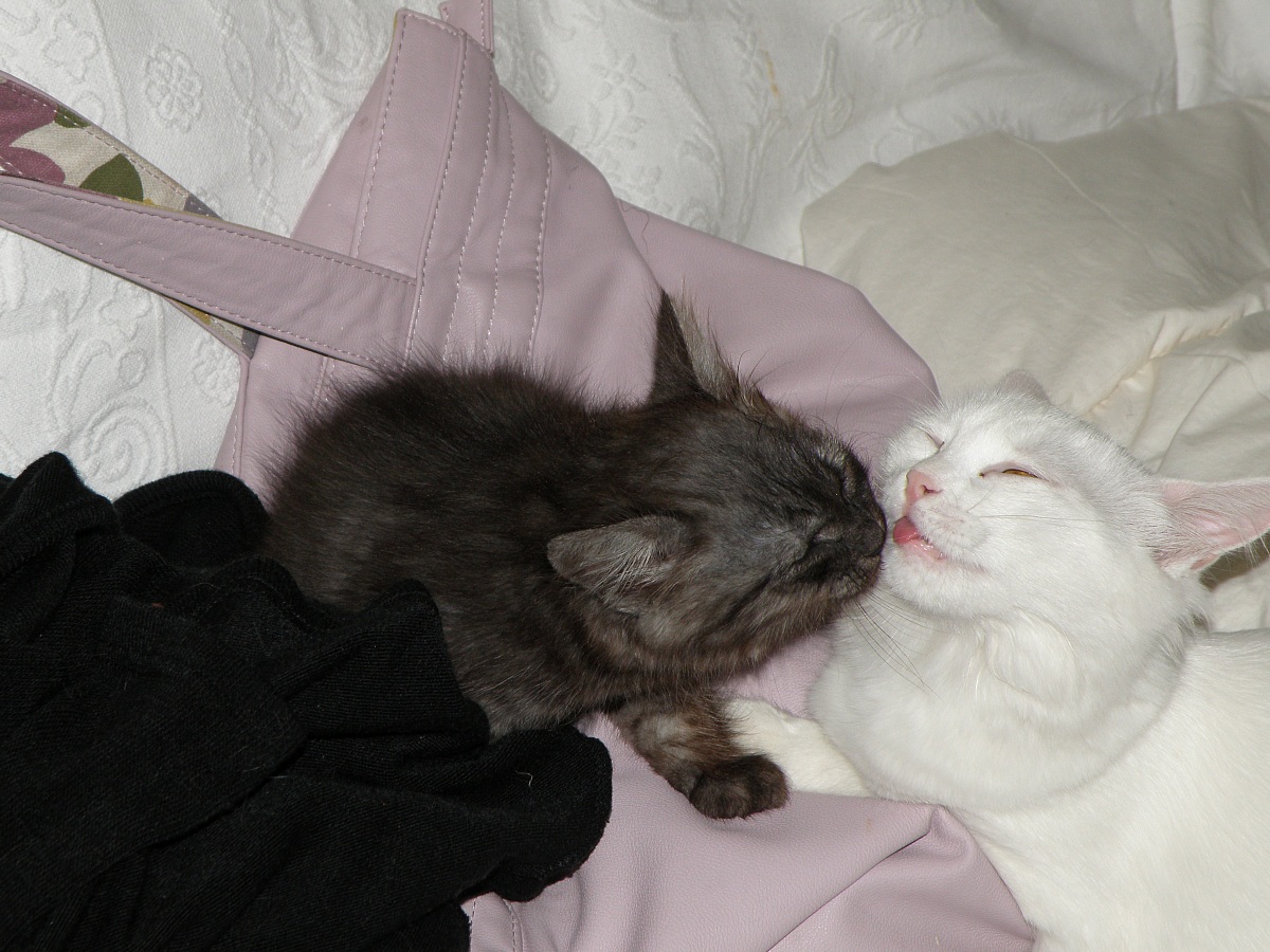 evening cleaning ......