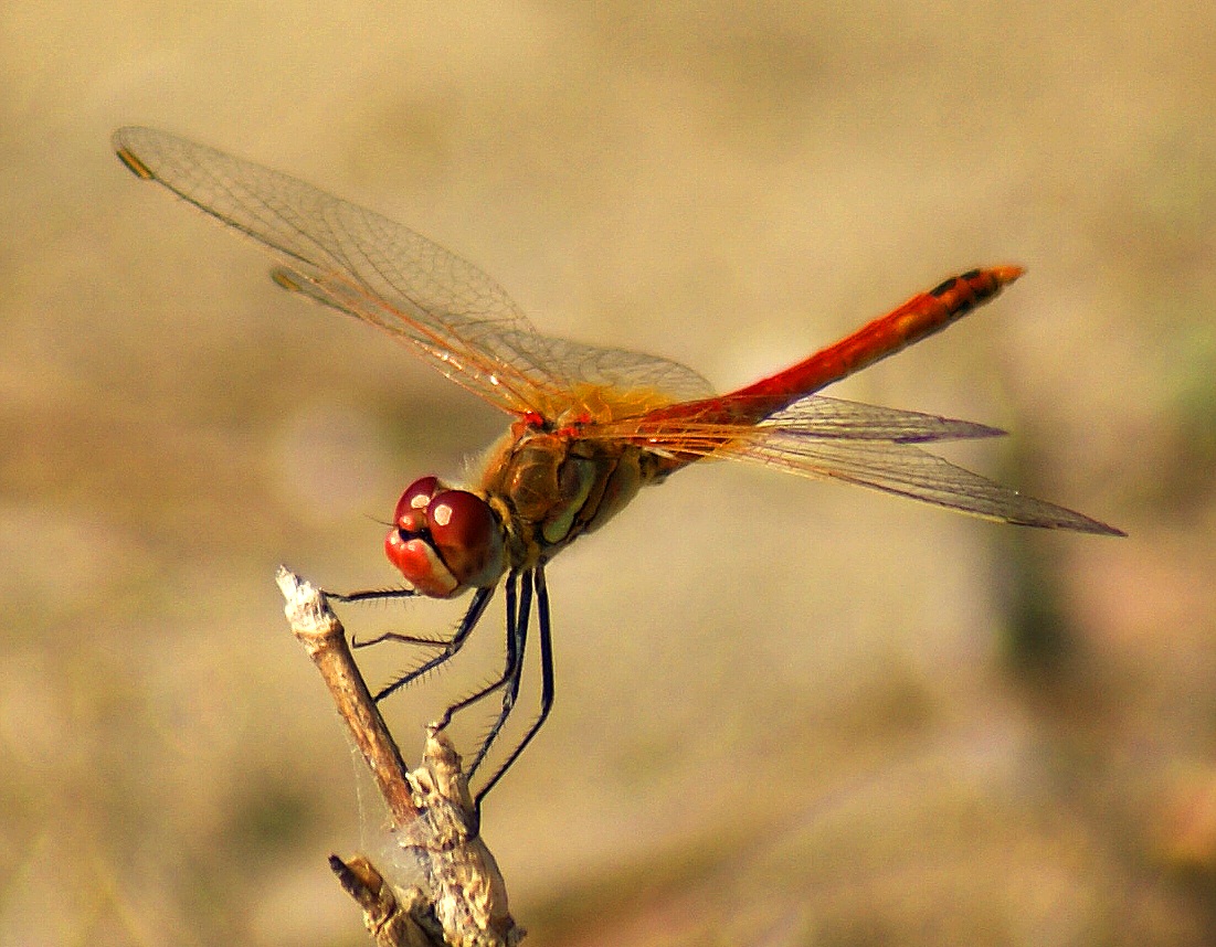 Dragonfly 2...