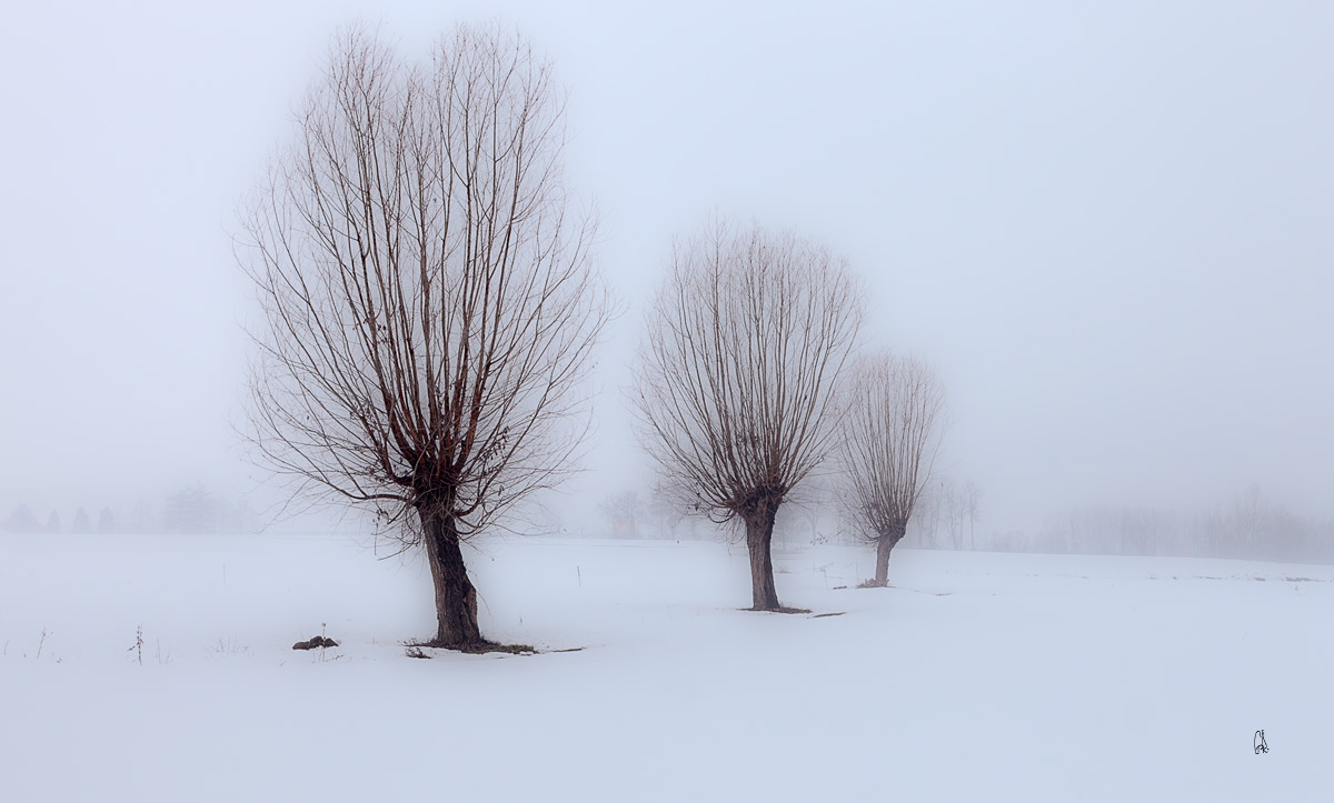 Winter Mist...