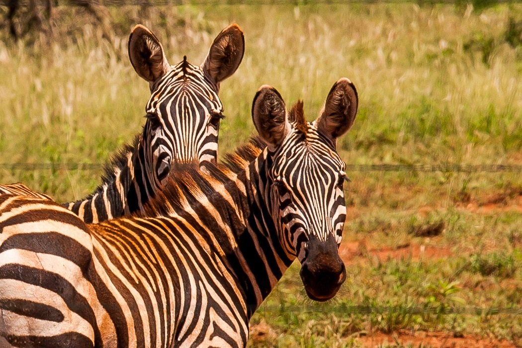 Zebras - Tsavo West...