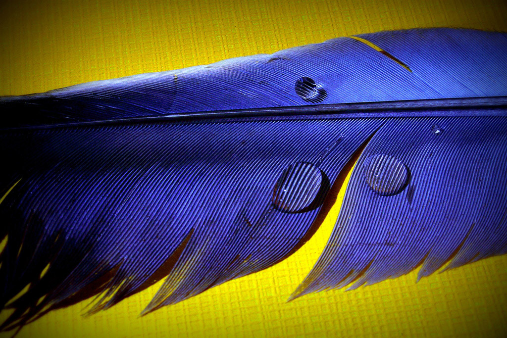 piuma blue...