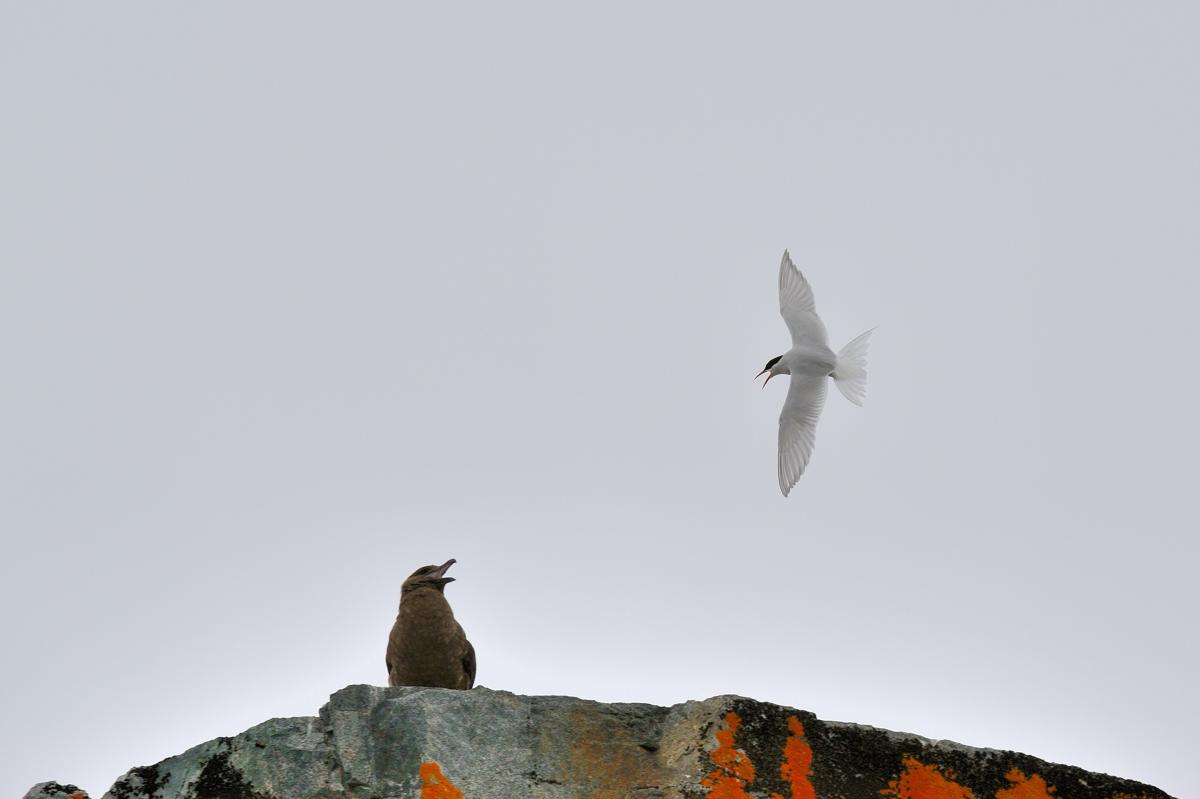 Tern vs Skua...