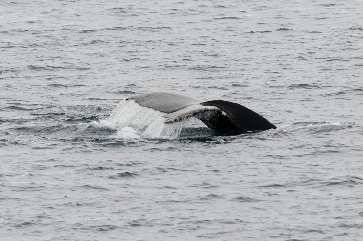 queue humpback whale...