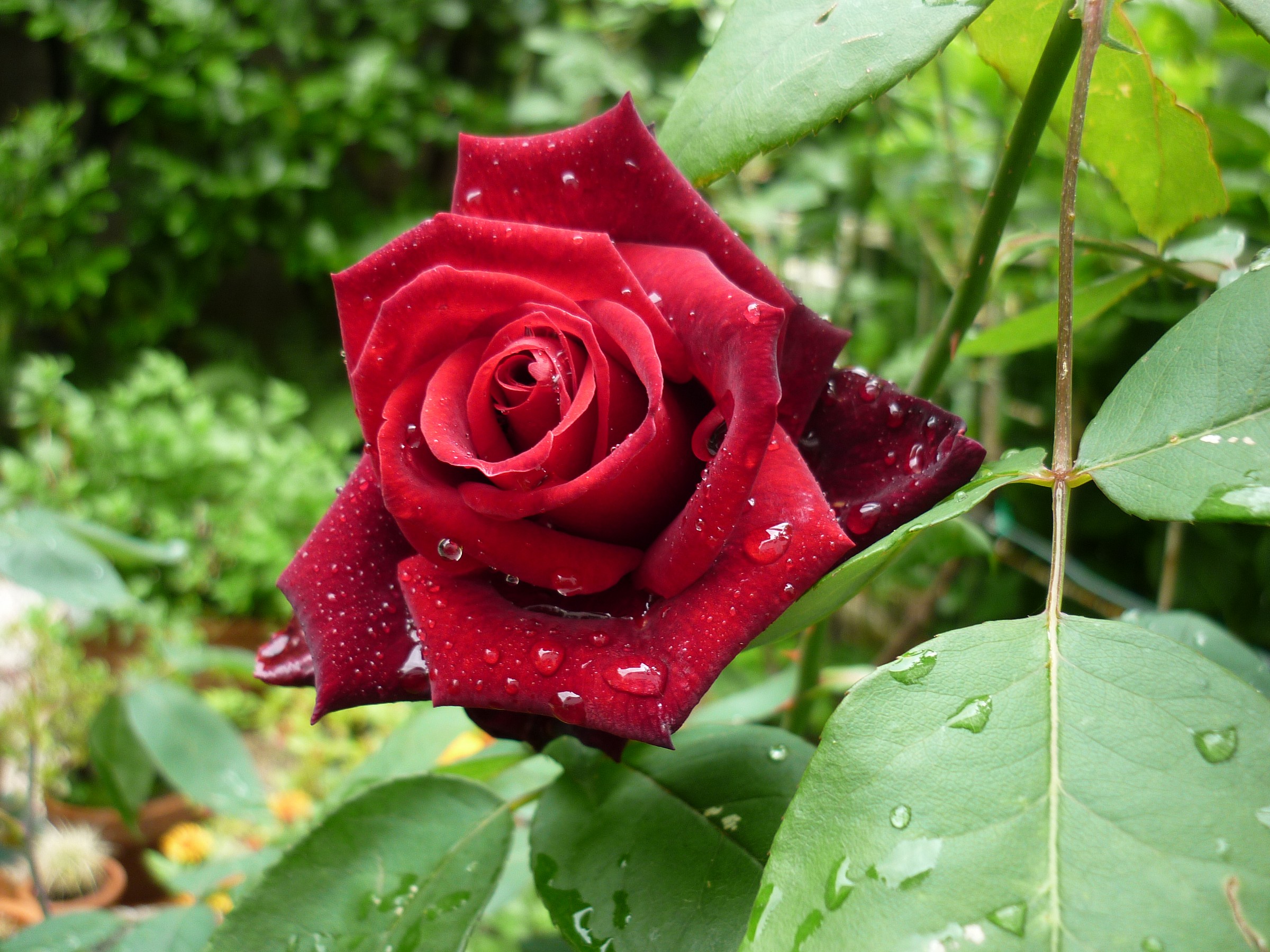 Rosa rossa - un amore di rosa...