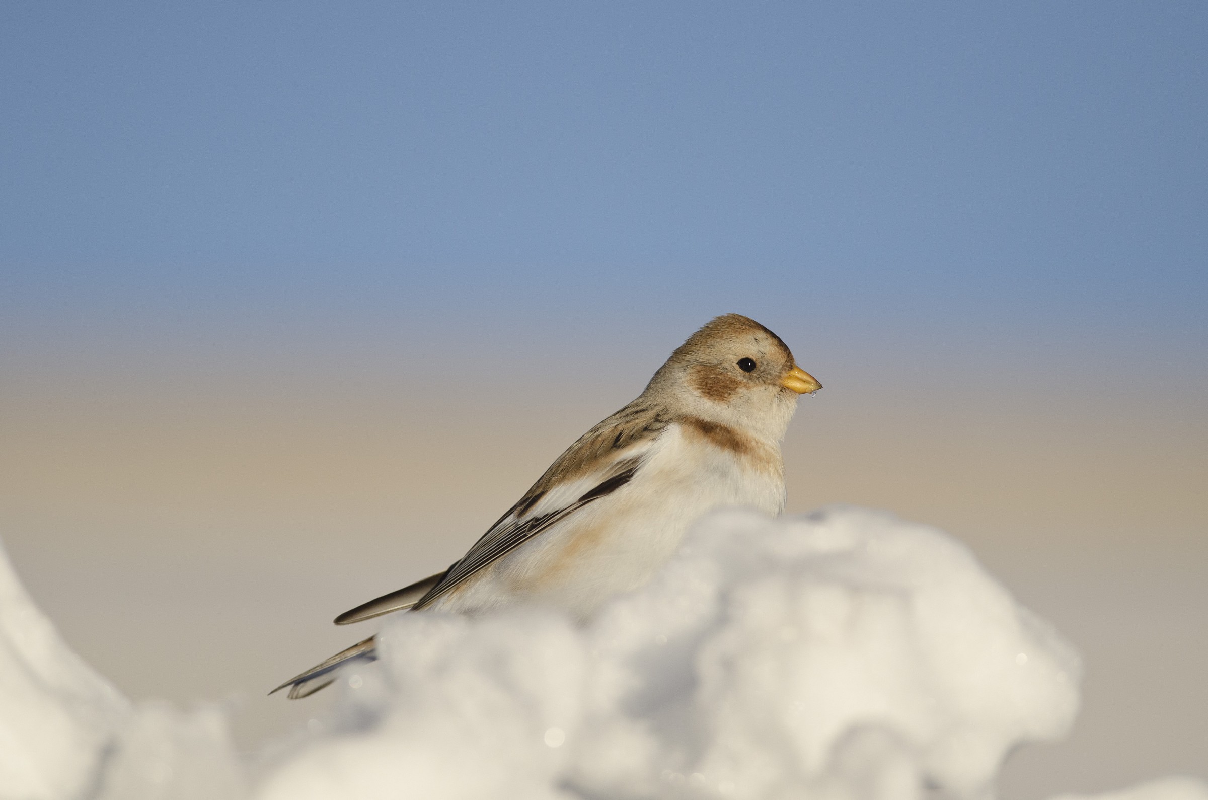 Behind the snow bunting...
