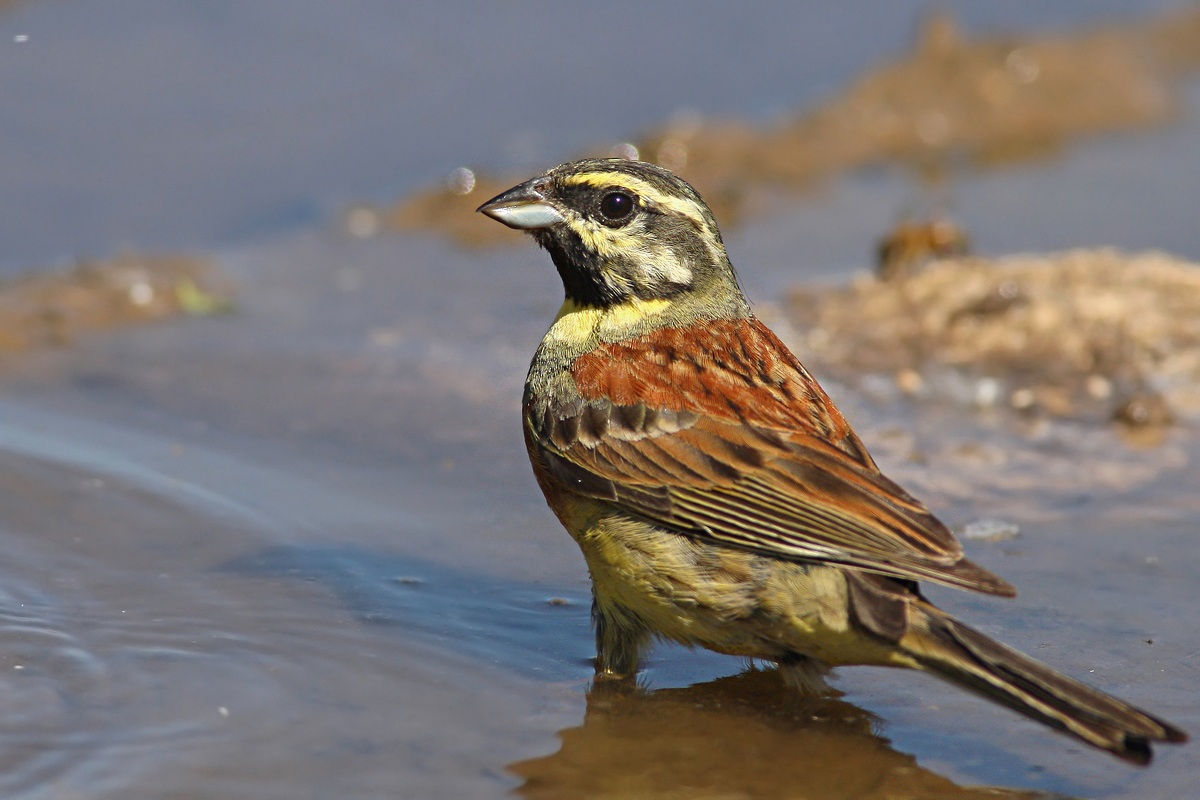 Black bunting 2...