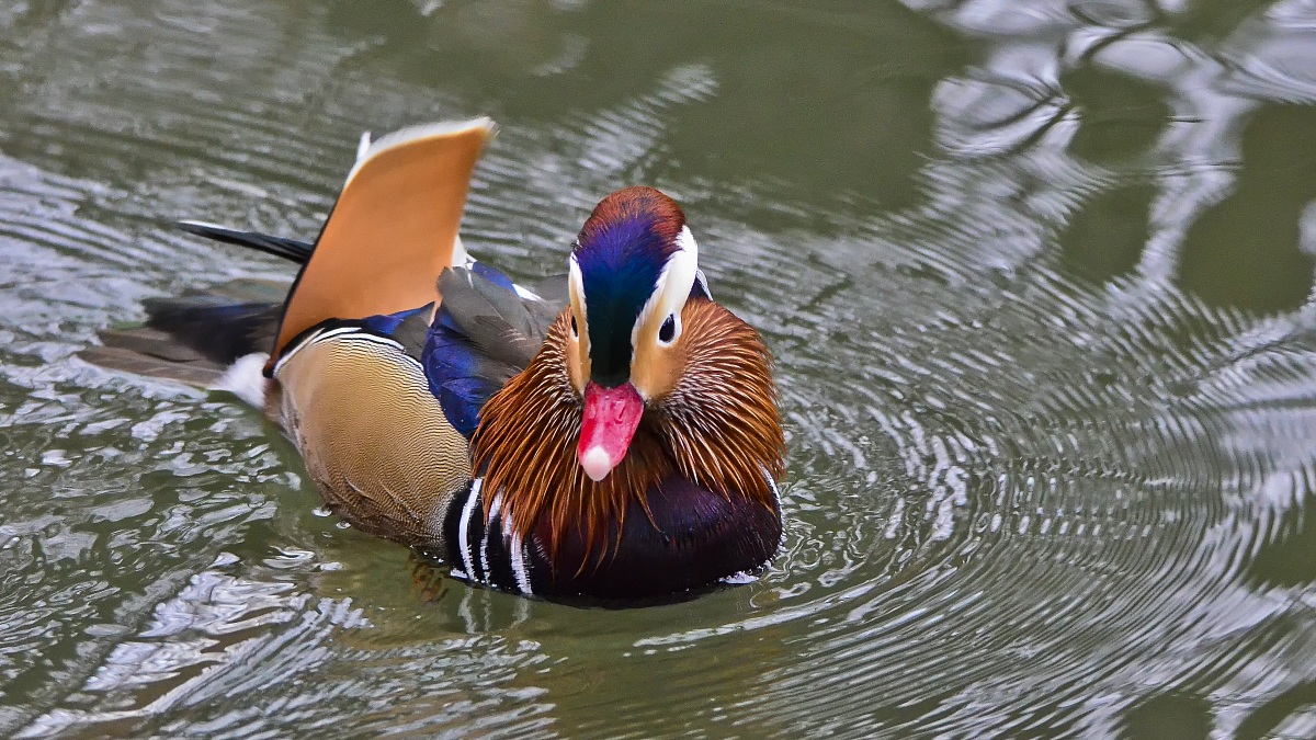 Mandarina Duck Male...