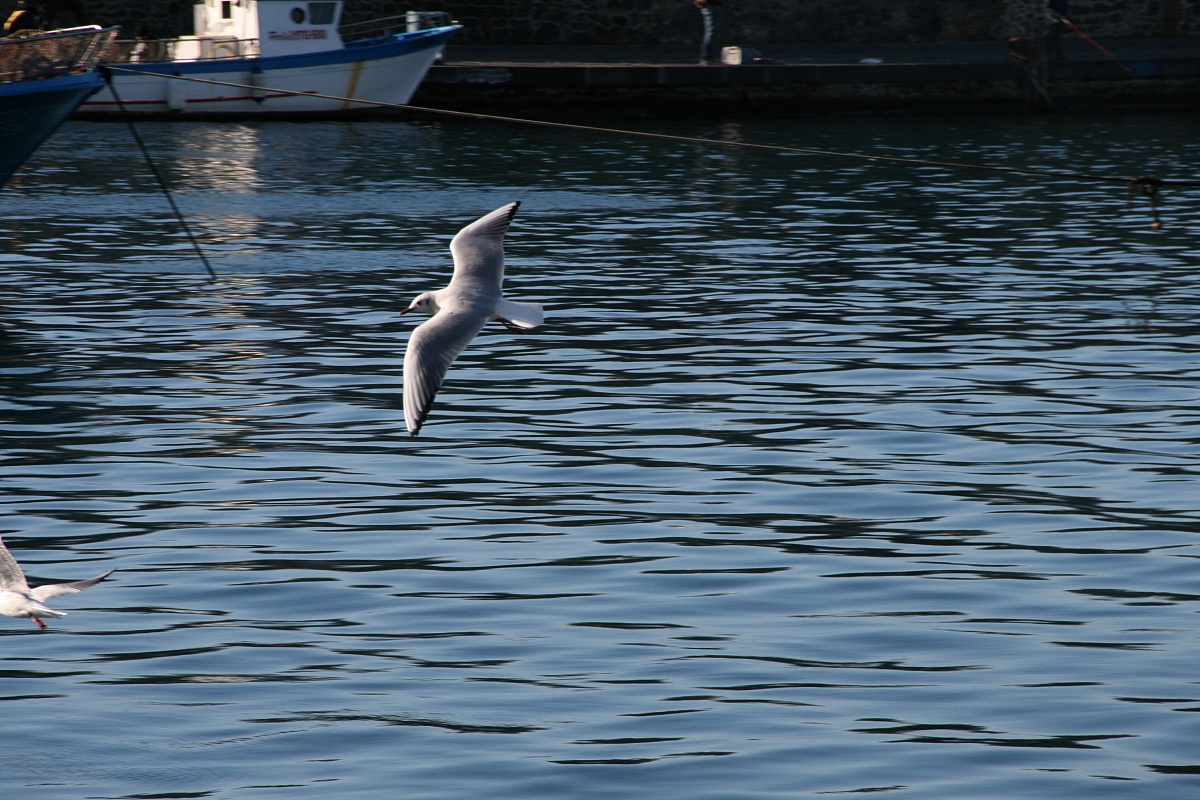 seagull in volo3...