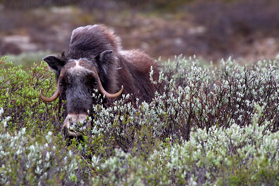 Lady Muskox...