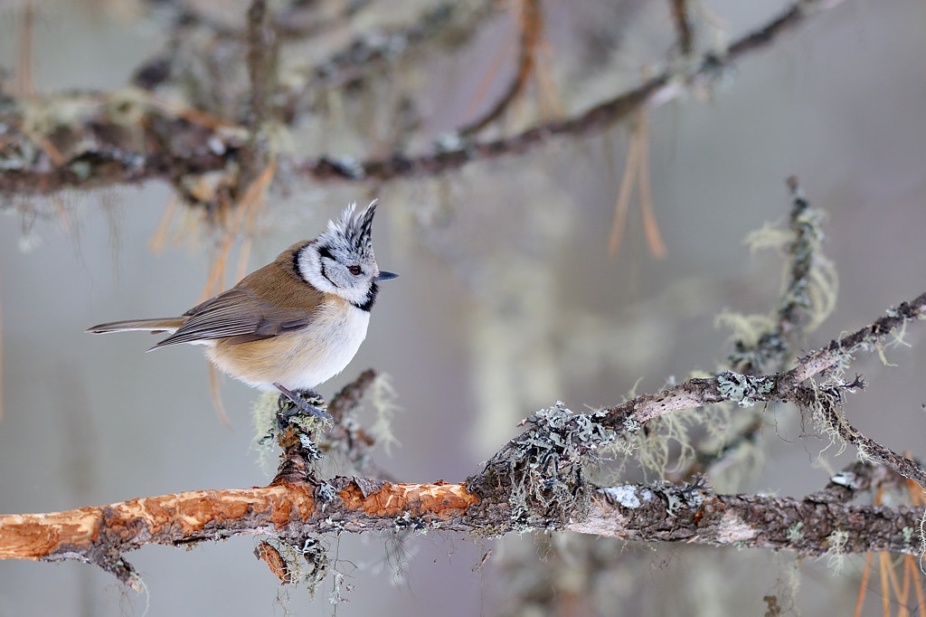 Crested Tit...