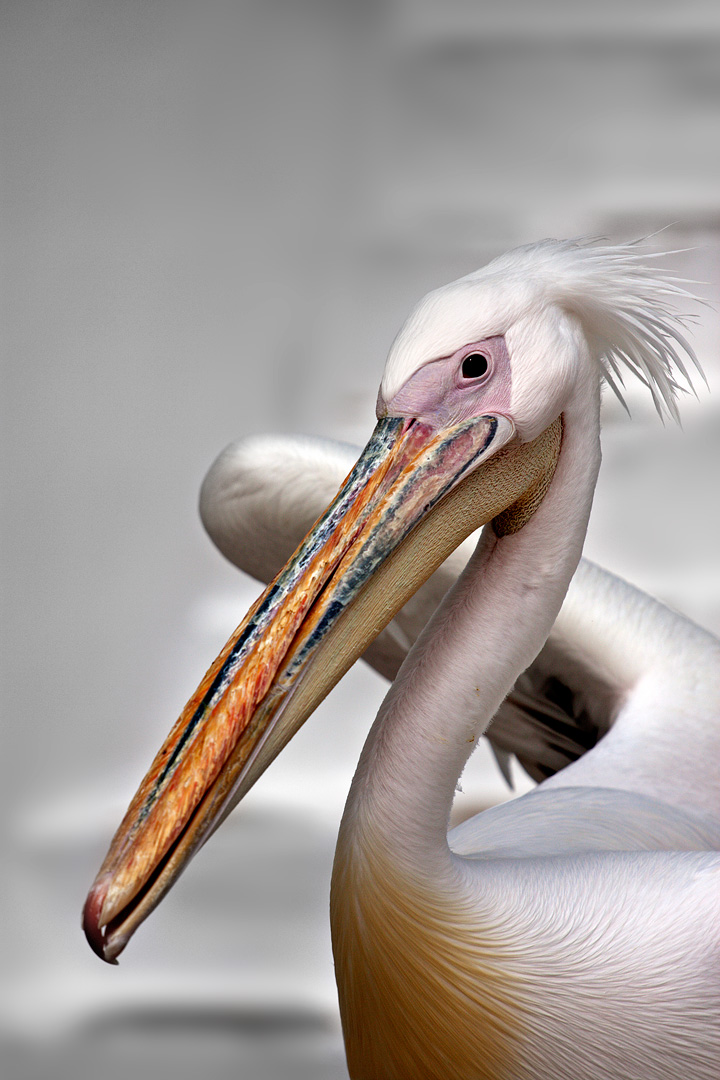 Pelican...