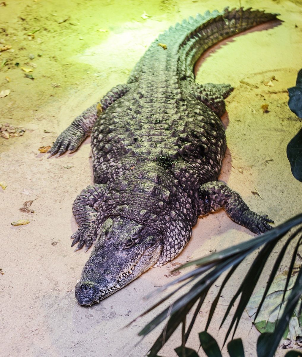 Crocodile...