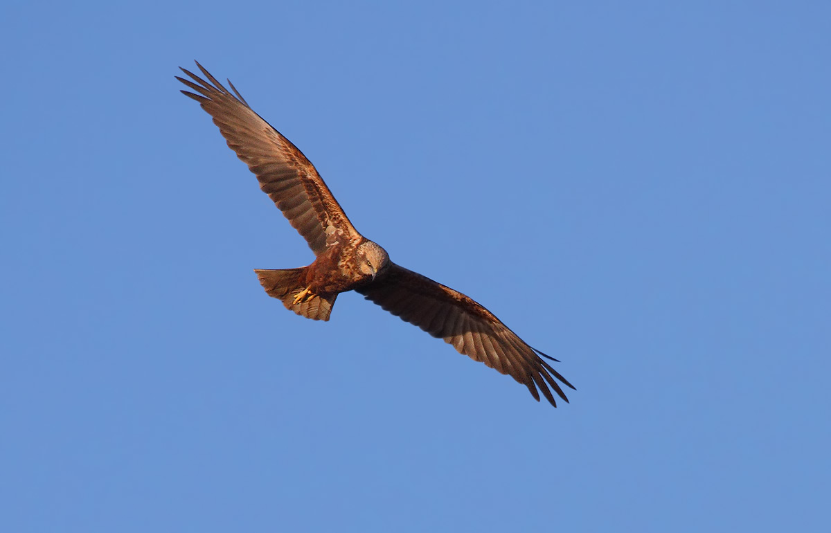 falco di palude...