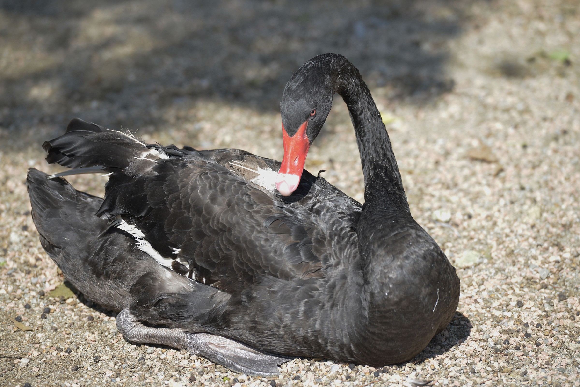 Black Swan...