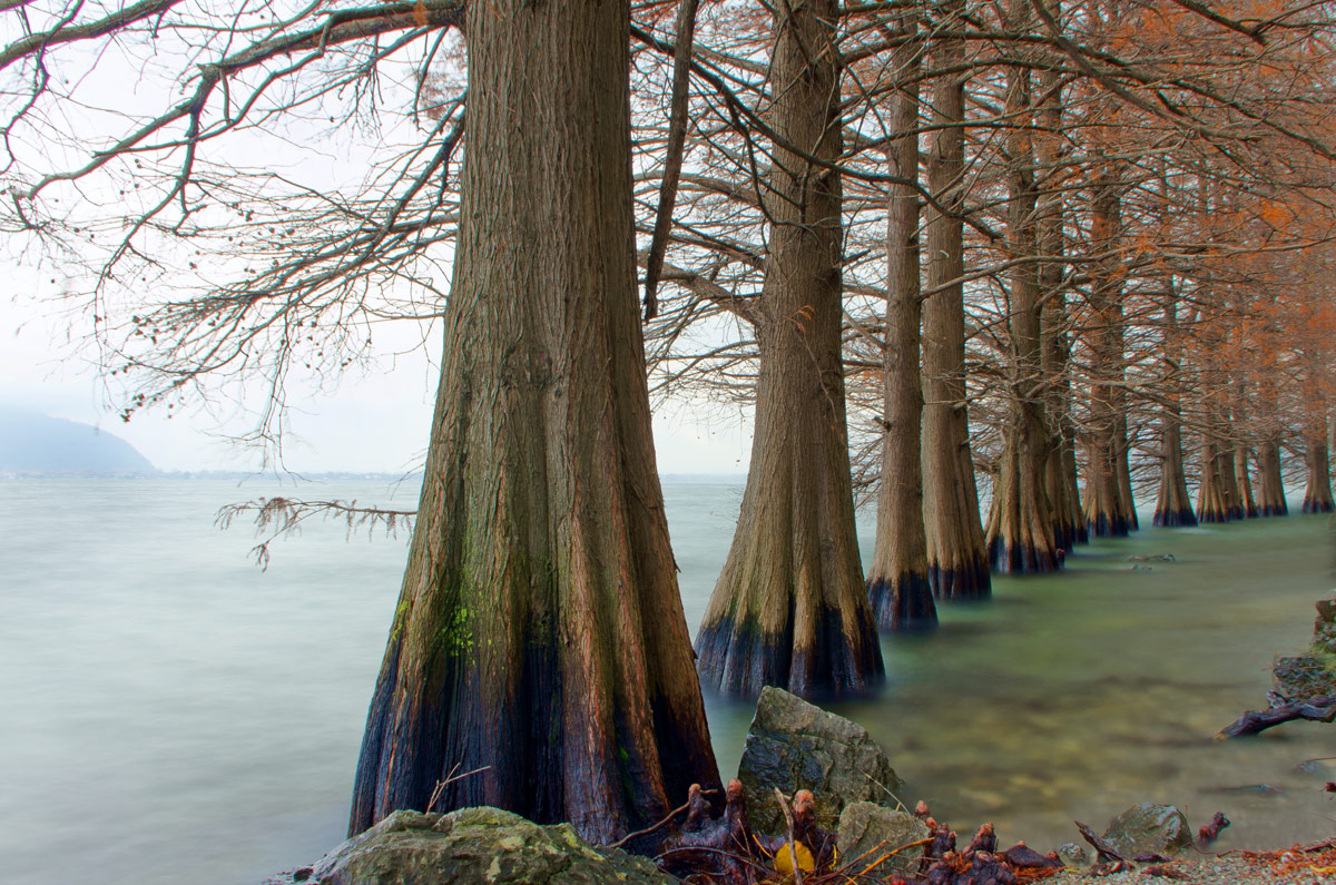 filare di alberi sul lago...