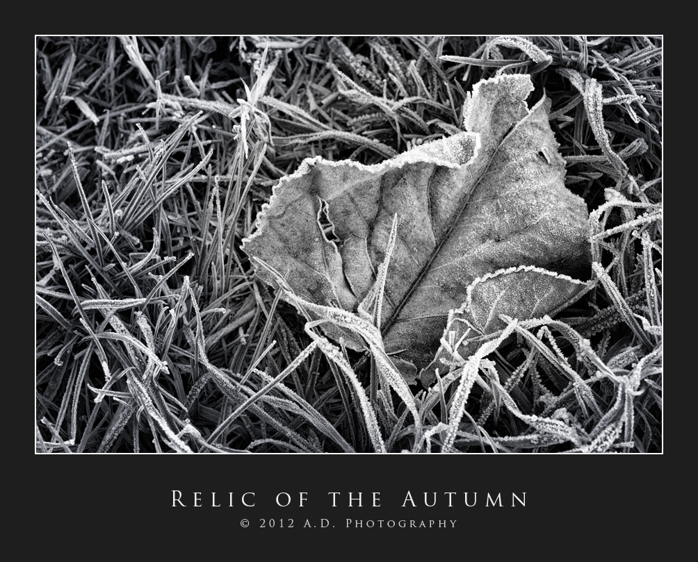 Relic of the Autumn...
