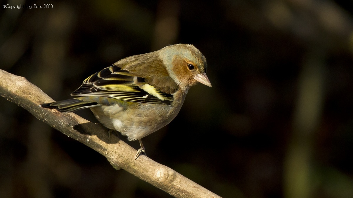 The Chaffinch...