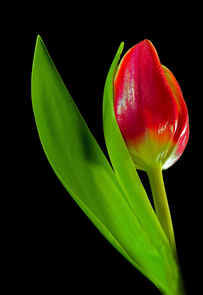tulipano...