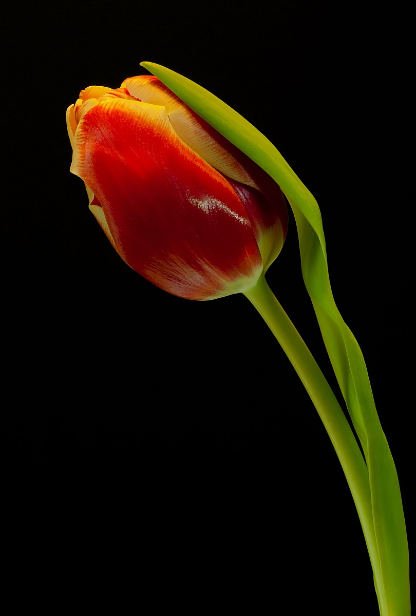 tulipano rosso...