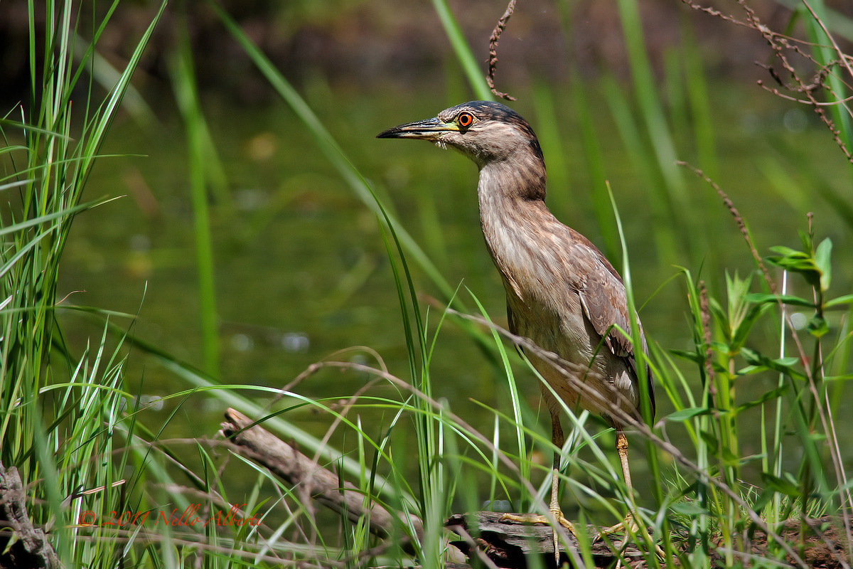 Night Heron...