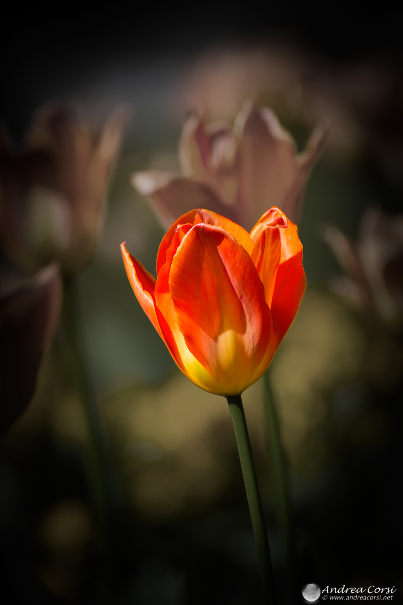 Tulip solitaire...