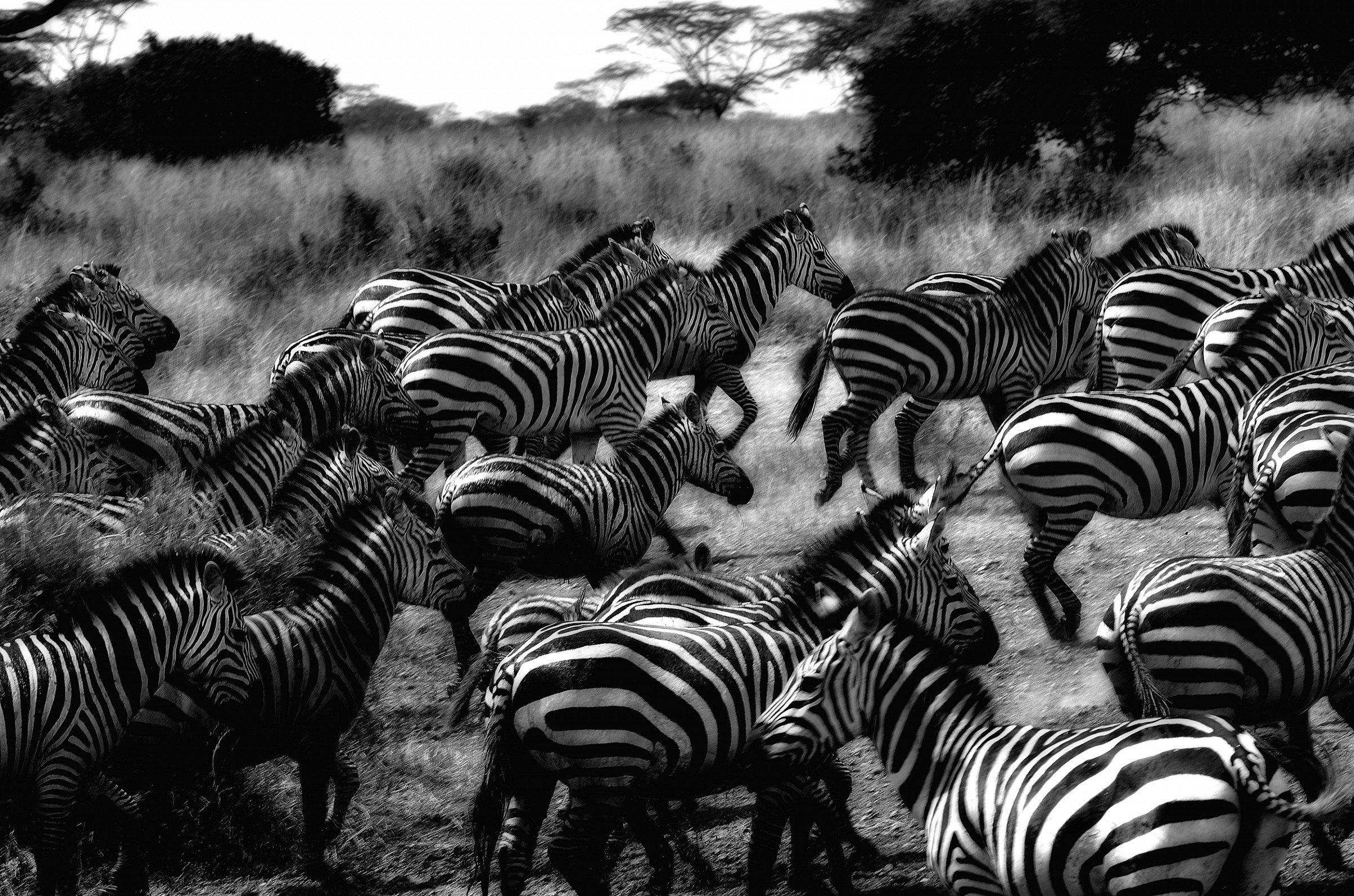 zebras...