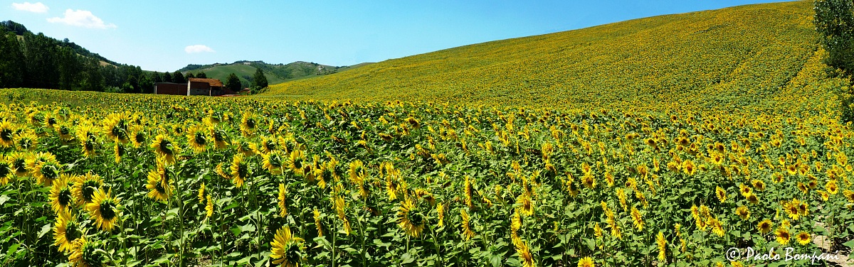 The hill of sunflowers...