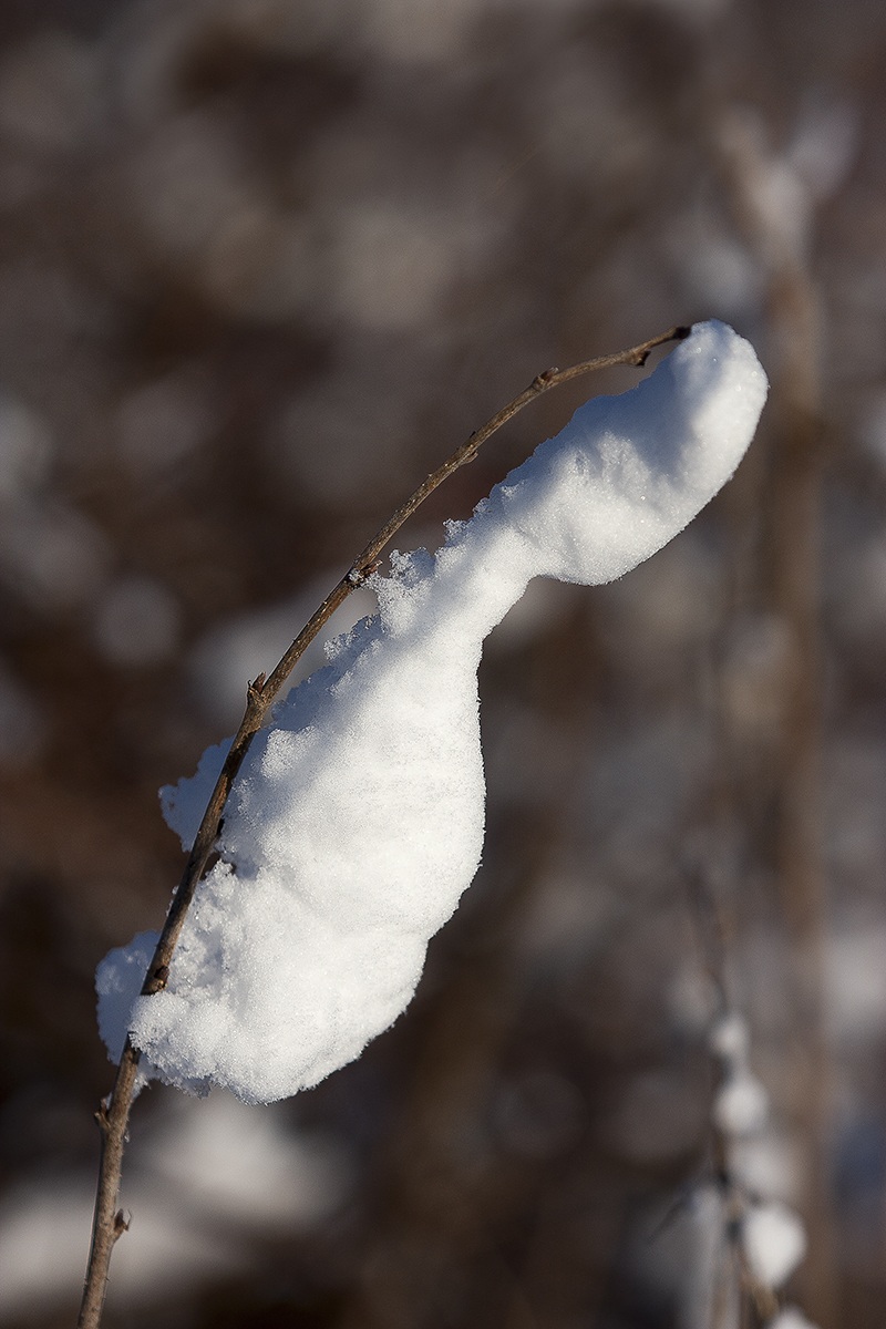 Caterpillar of snow...