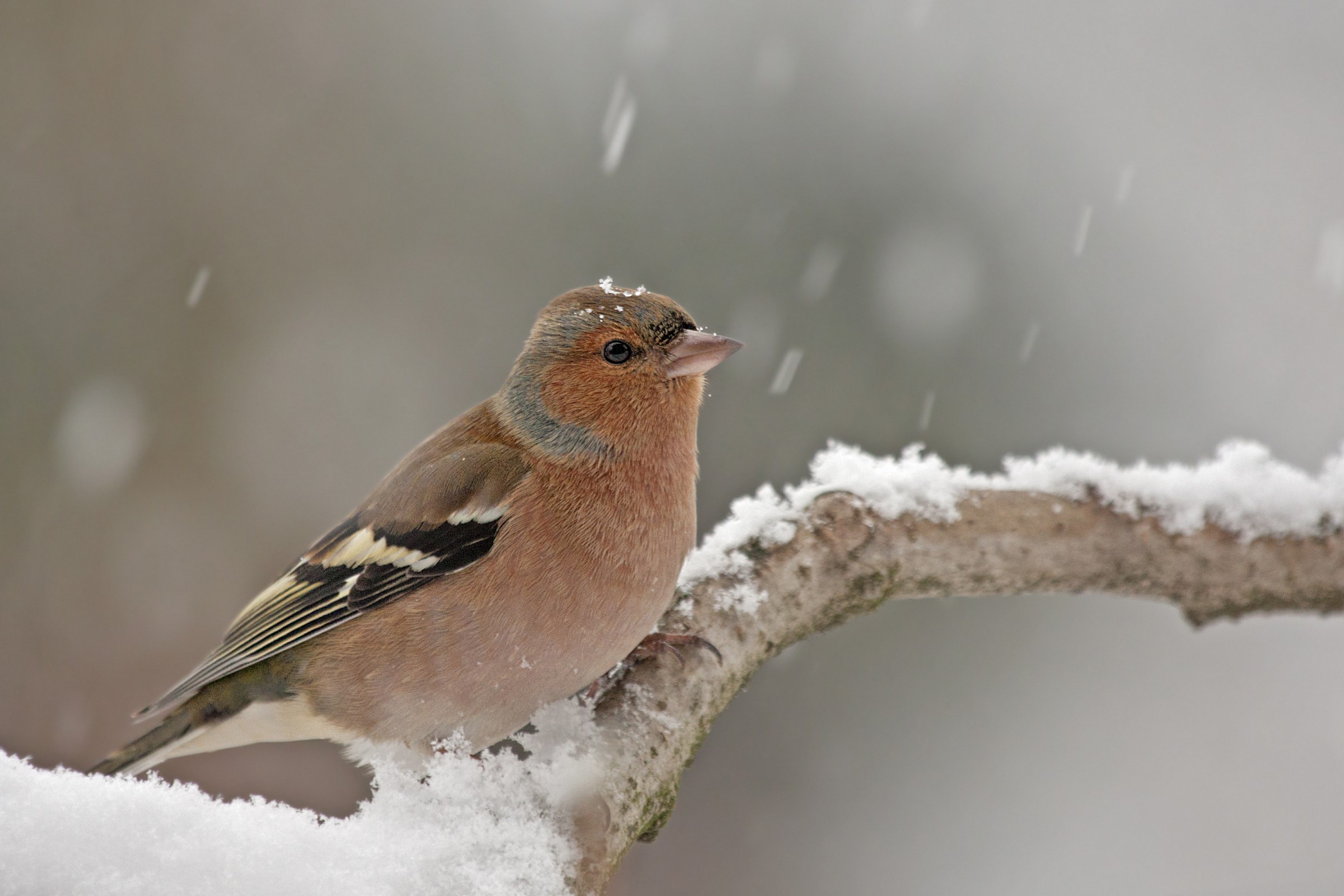 Chaffinch in the snow...