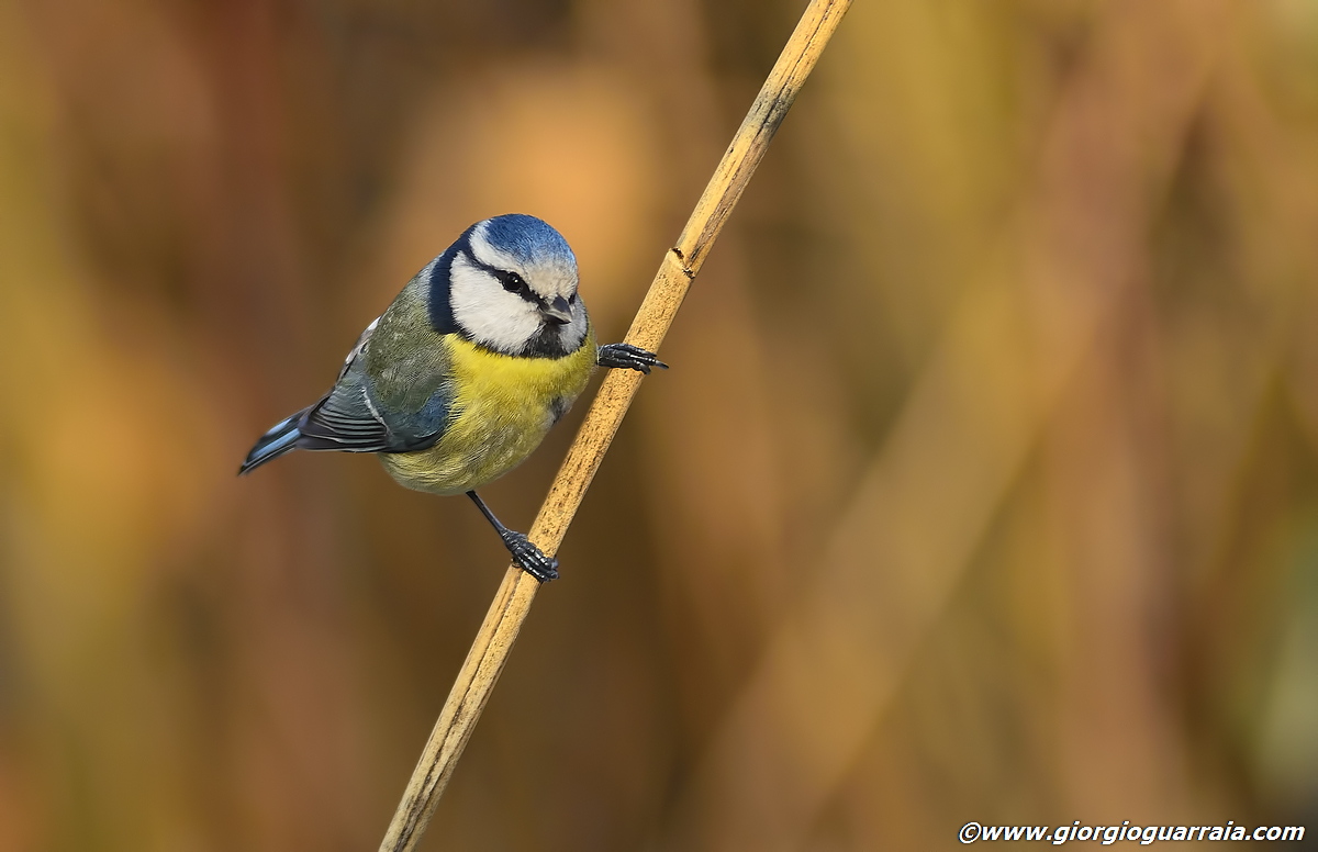 Blue Tit...