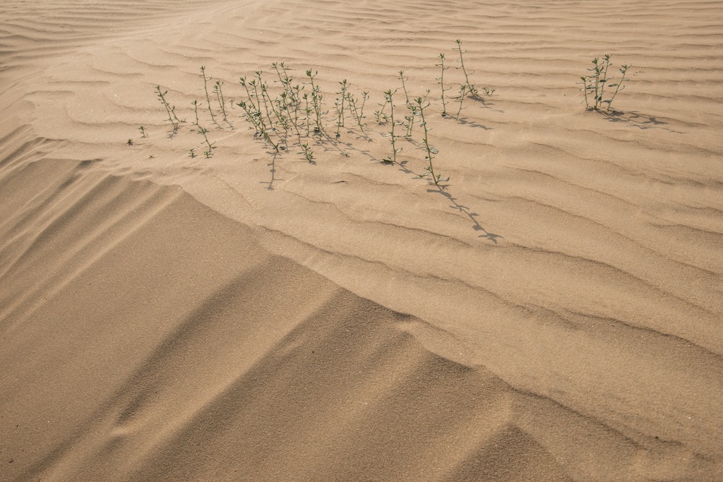 wild flowers in the Dunes...