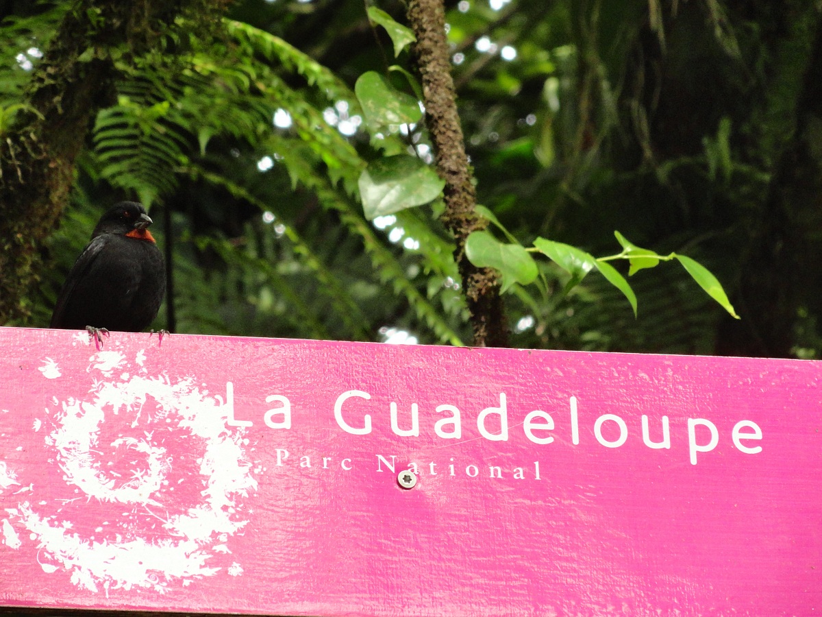 Guadeloupe...