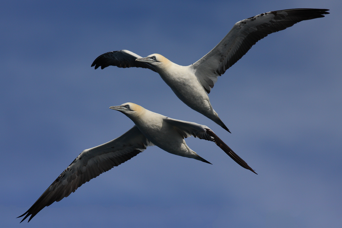 Northern gannets...