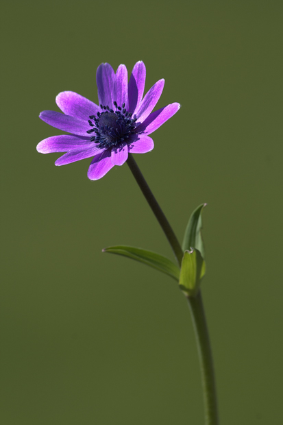 Anemone flower-star...