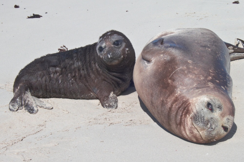 Southern Elephant Seal e Pup...