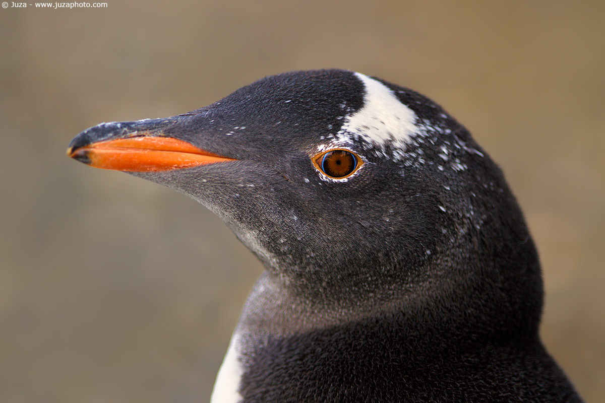 Gentoo Penguin (Penguin Red Beak), 012059...