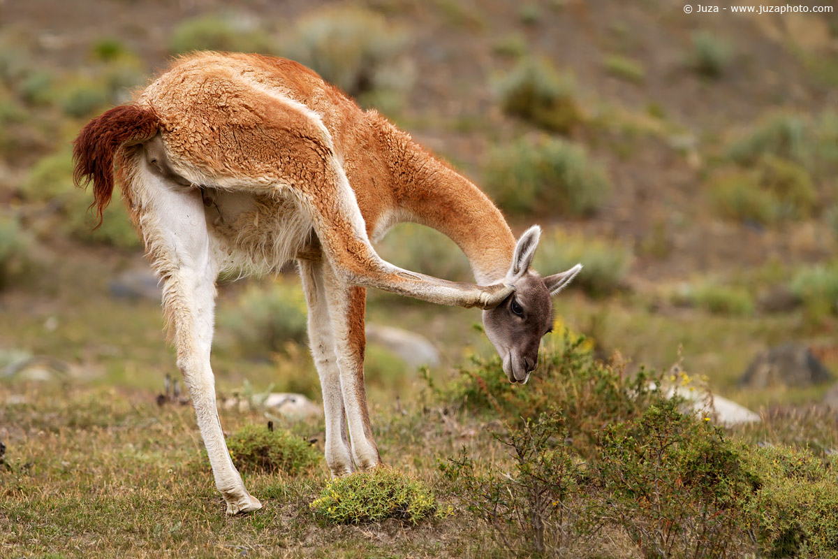 Lama guanicoe (Guanaco), 011331...