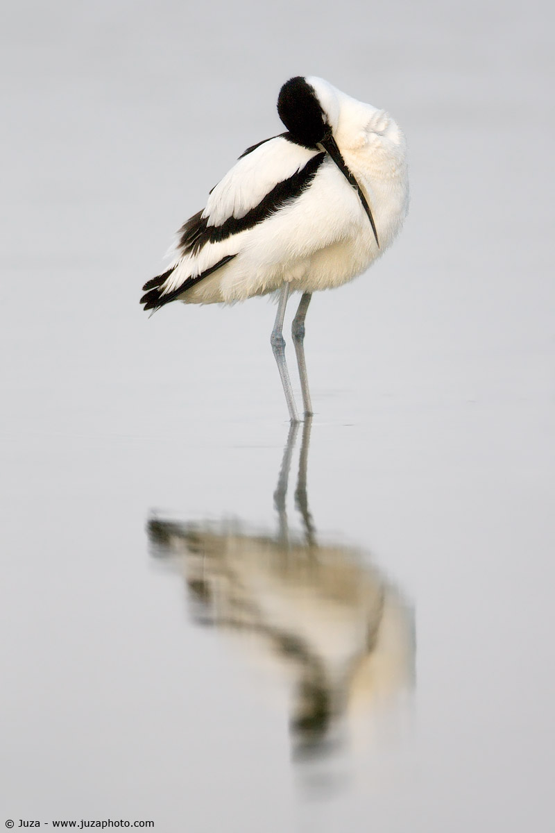 Recurvirostra avosetta (Avocetta), 009498...