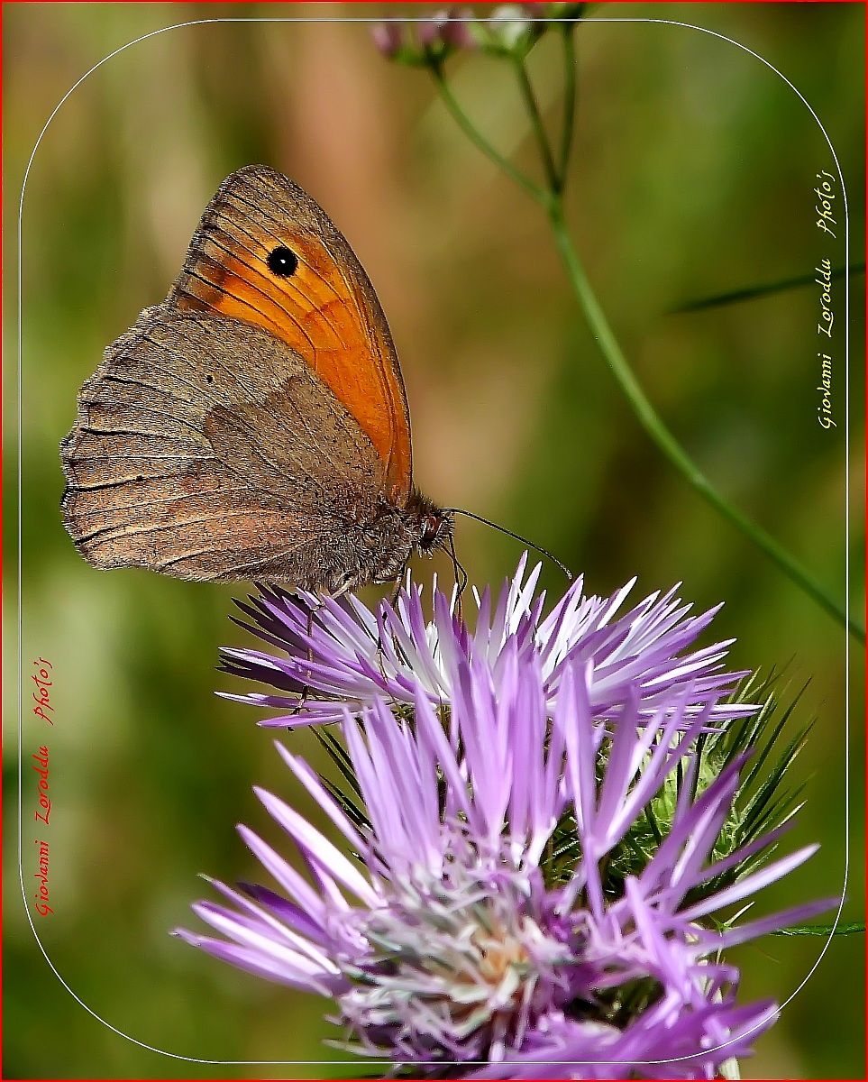 On thistles ... (Lumix fz48...