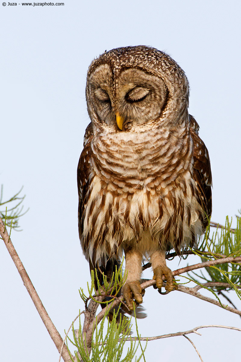 Strix varia (Barred Owl), 007195...