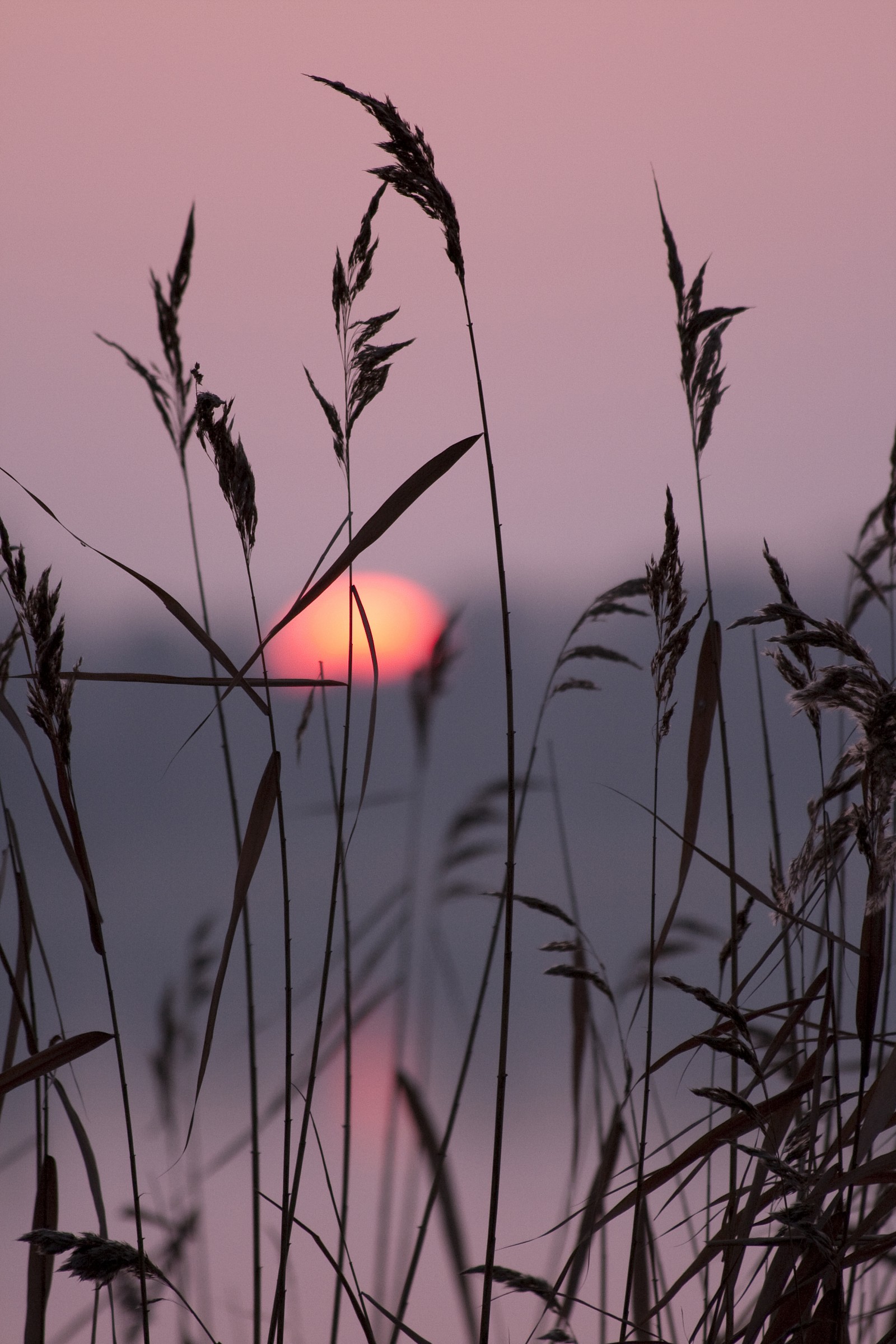 Reeds at sunset...