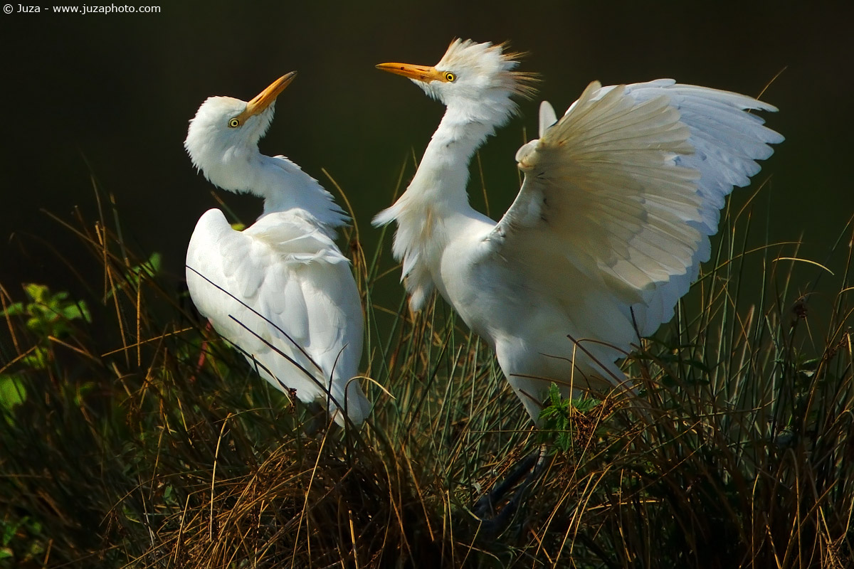 Bubulcus ibis (Cattle Egret), 003323...