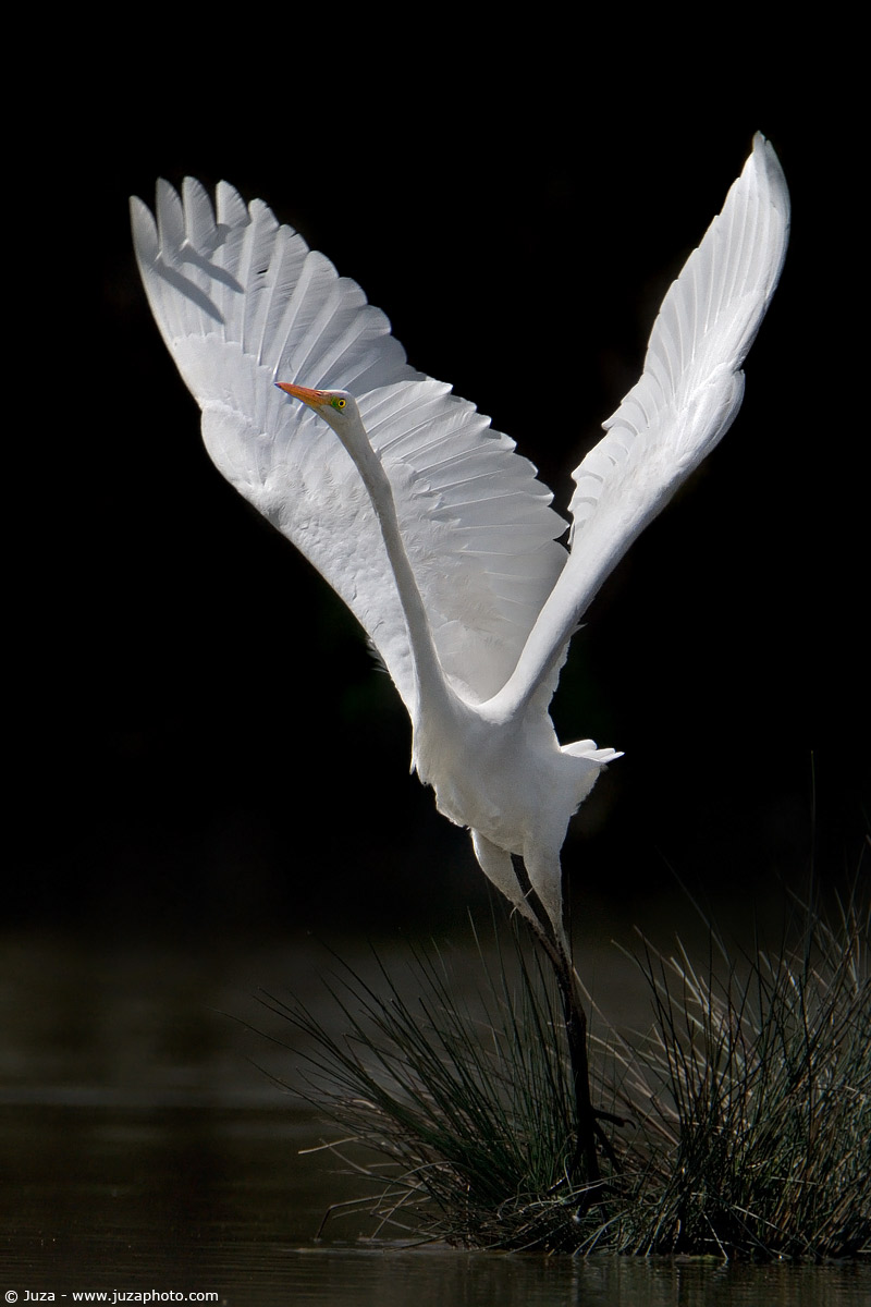 Egretta alba (White Heron), 002507...