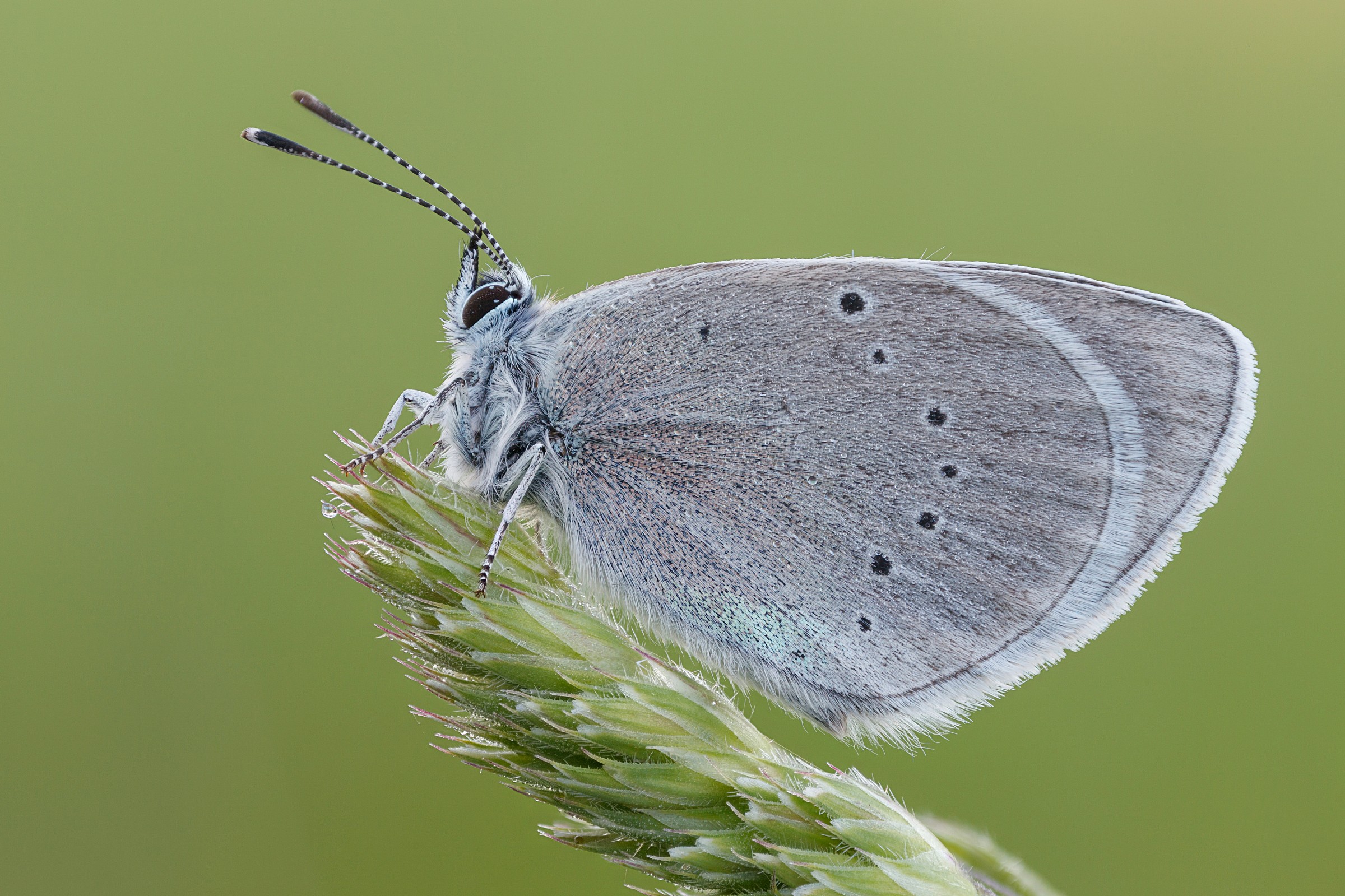 Small blue in the morning...